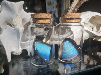 Morpho Wing Jars