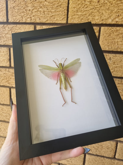 Chondracris rosea | Frame