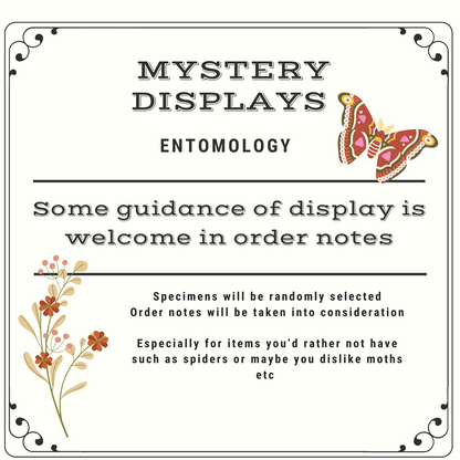 Mystery Displays/Box | Made to Order | Frame | Dome