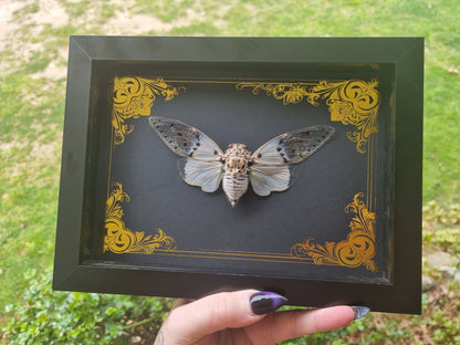 Ghost Cicada | Frame