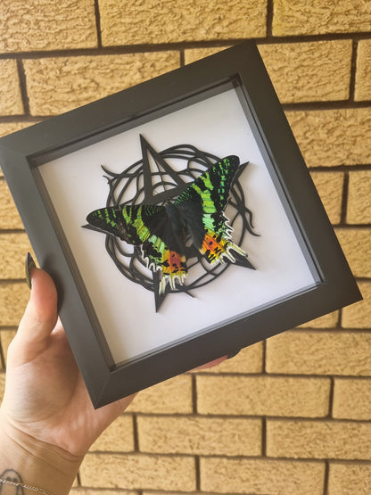 Madagascan Sunset Moth | Frame