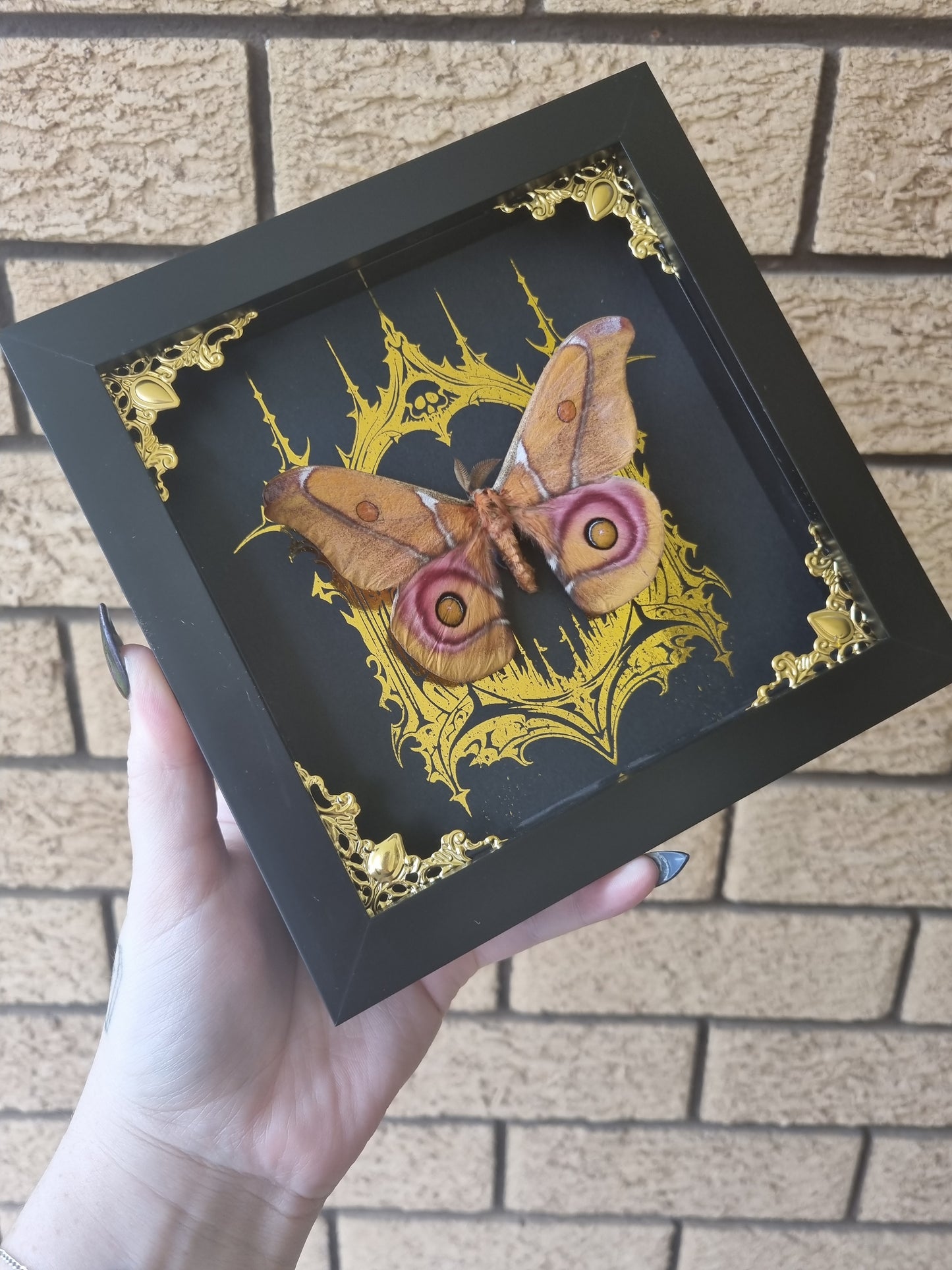 Sakura Moth | Frame