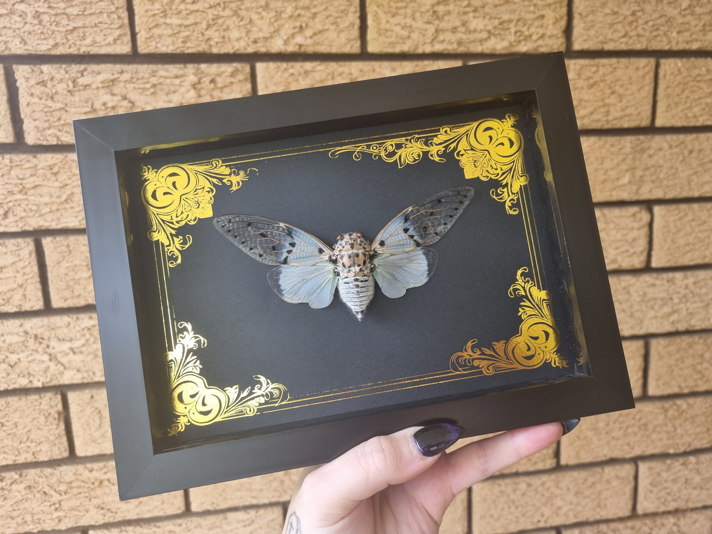 Ghost Cicada | Frame