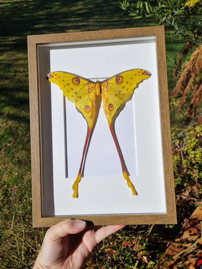 Comet Moth | Discounted | Frame