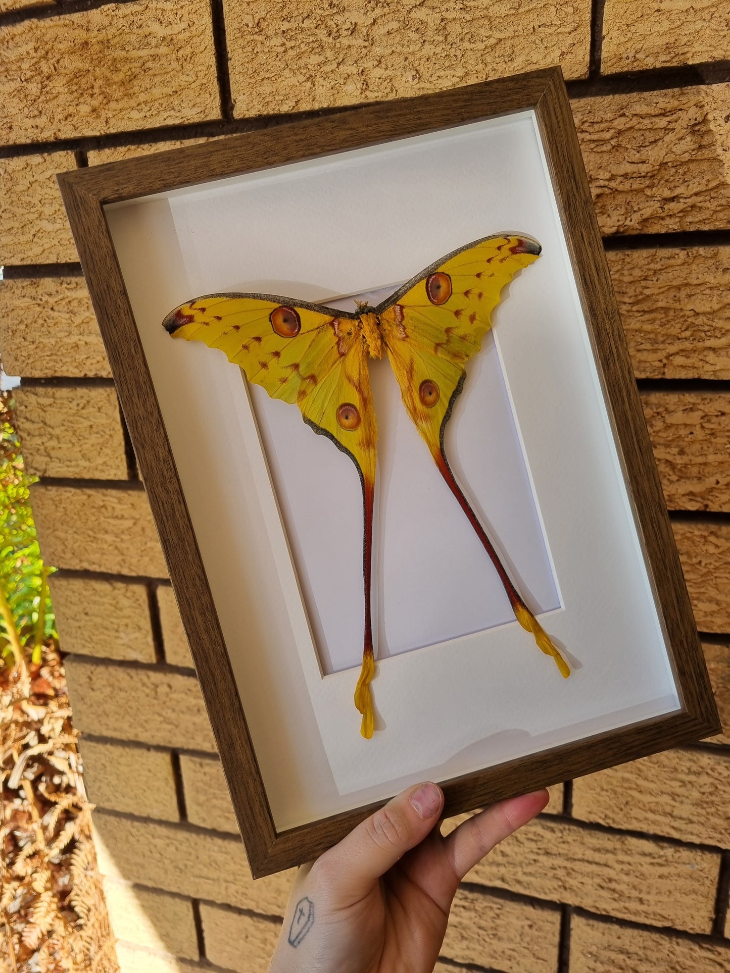 Comet Moth | Discounted | Frame