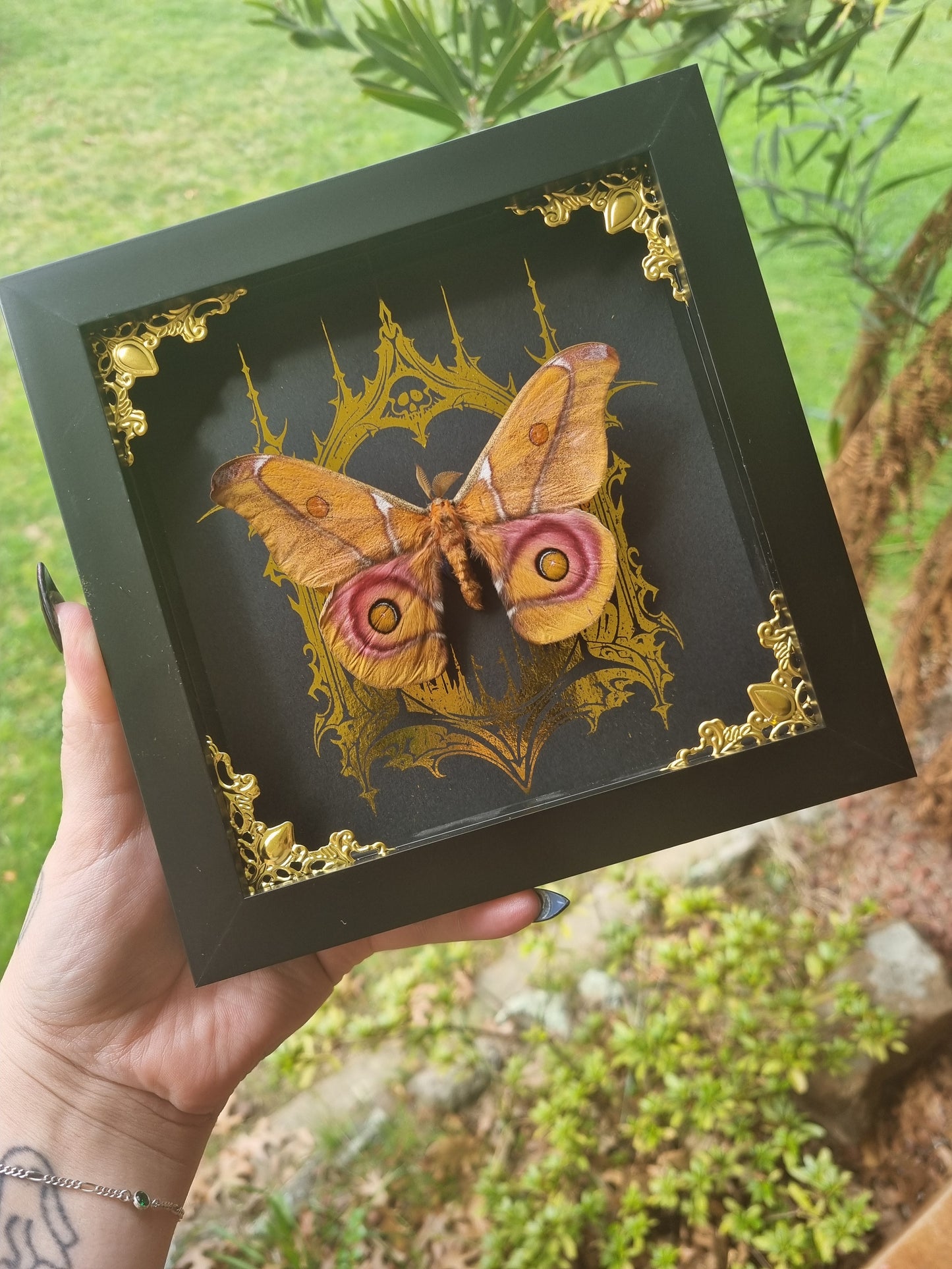 Sakura Moth | Frame