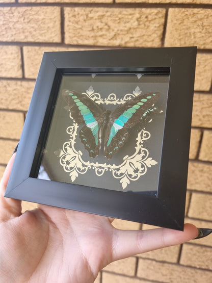 Graphium | Frame