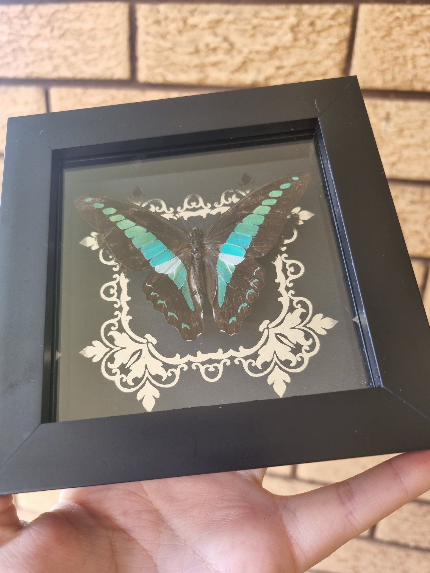 Graphium | Frame